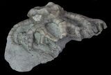 Bargain, Cyathocrinites Crinoid Fossil - Crawfordsville, Indiana #68507-1